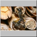 Heriades truncorum - Loecherbiene 04 6mm Paarung.jpg